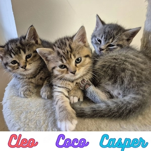 Wunderschöne BKH Kitten in verschiedenen Tabby-Farben