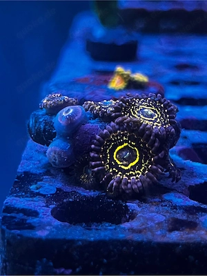 Zoanthus Stratosphäre Meerwasser Koralle