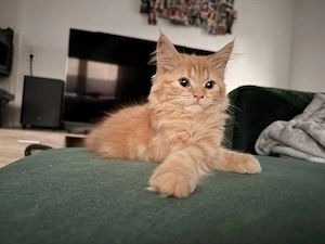 Perser MaineCoon Kätzchen suchen neuen Dosenöffner