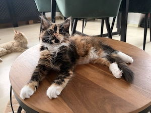 MaineCoon Kätzchen sucht Dosenöffner