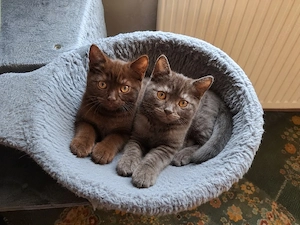 Britisch Kurzhaar Kitten  Smoke & Schoko   sehr verschmust