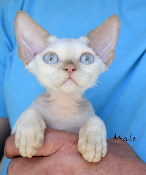 Wunderschöne  Devon Rex Kitten ( weiblich und männlich)  in der besonderen Farbe Colorpoint (Mink)