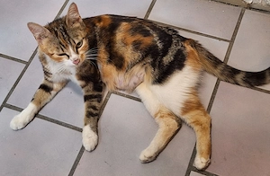 Schmusekatze sucht Platz als Prinzessin