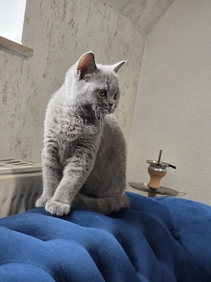 Katzen britisch Kurzhaar 