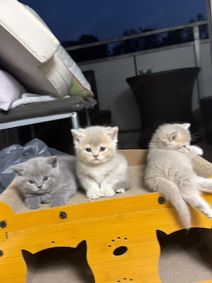 Zauberhafte Kitten suchen ihr Für-Immer-Zuhause