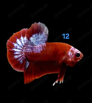 Kampffisch Männchen Betta splendens 