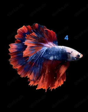 Kampffisch Männchen Betta splendens 