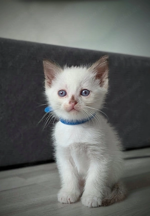 Allergiker freundliche Katzen   