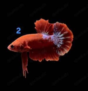 Kampffisch Männchen Betta splendens 