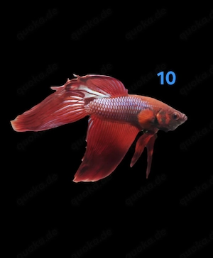 Kampffisch Männchen Betta splendens 