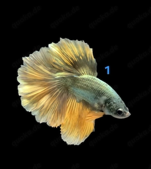 Kampffisch Männchen Betta splendens 