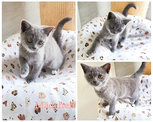 Bkh Blh Kitten Glückskitten 