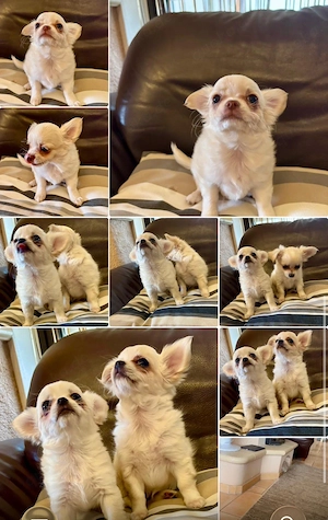 Wunderschöne cremeweiße Chihuahua-Welpen suchen ein liebevolles Zuhause