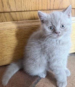 Reinrassige BKH Kitten