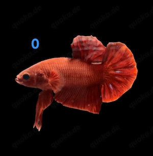 Kampffisch Männchen Betta splendens 