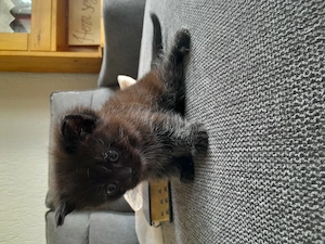 Süße Bkh mix kitten abzugeben 