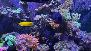Beckenauglösung Meerwasser Korallen   Fisch