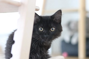 Zauberhaftes schwarzes BKH Kitten sucht liebevolles Zuhause