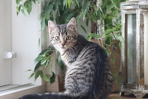 Süßes BKH Kitten mit wunderschöner Tabby-Zeichnung