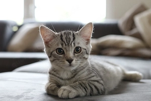 Wunderschönes BKH Kitten (Silver Tabby - Whiskas Optik) sucht liebevolles Zuhause