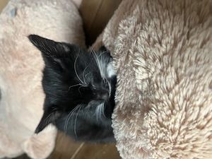 Katzen, 12 Wochen