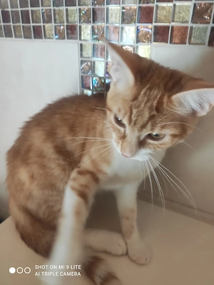 Mix Baby Katzen