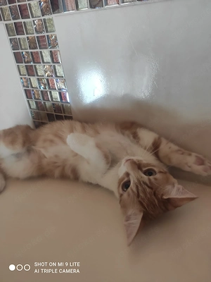Mix Baby Katzen