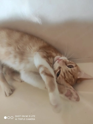 Babys Katzen  Mix