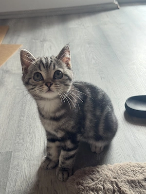 BKH Kitten sucht noch ein liebevolles Zuhause 