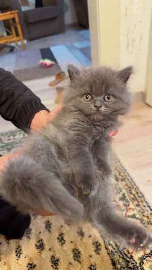Wunderschönes langhaariges Scottish Kitten sucht ein liebevolles Zuhause