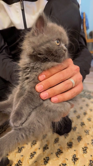 Wunderschönes langhaariges Scottish Kitten sucht ein liebevolles Zuhause