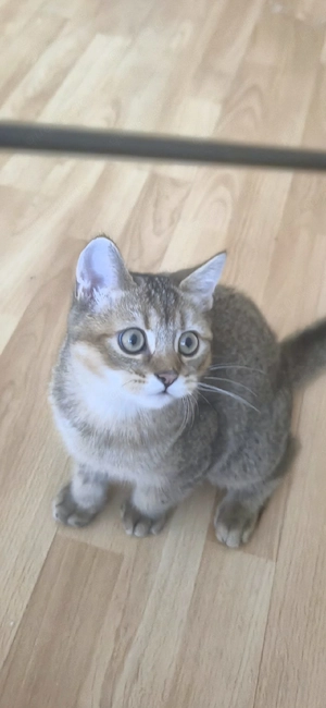 Bkh kitten 