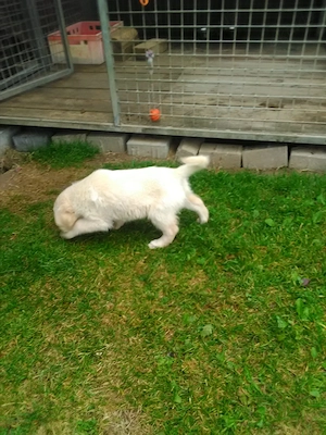 Golden Retriever Welpen