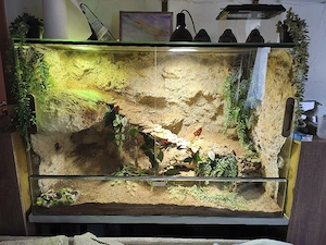 Bartagamen weibchen inkl. Terrarium und Zubehör 