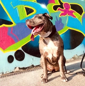 American bully xl Hündin 2