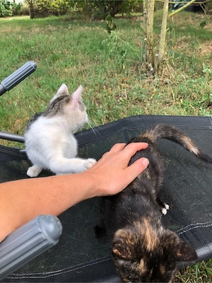 Kitten, Bybykätzchen, Kätzchen 