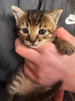 Katzenbabys in liebevolle Hände abzugeben