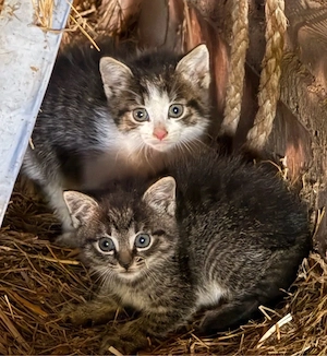Katzenbabys in liebevolle Hände abzugeben Bild 4