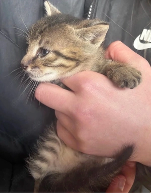 Katzenbabys in liebevolle Hände abzugeben Bild 2