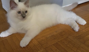 Süsse Ragdoll Kitten 12 Wochen alt