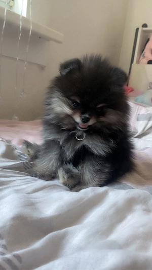 pomeranian zwergspitz mäuschen sucht zuhause 