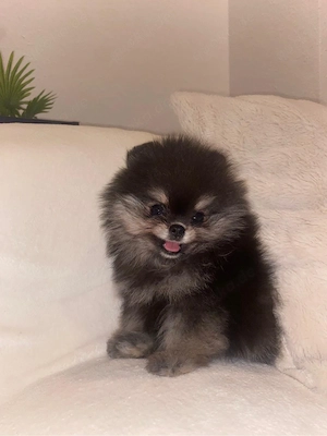 pomeranian zwergspitz mäuschen sucht zuhause 