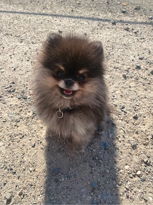 pomeranian zwergspitz mäuschen sucht zuhause 