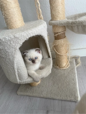 *Bkh Britisch kurzhaar Kätzchen Point Kitten kater geimpft und Abgabebereit*