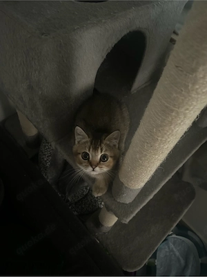 BKH kitten 