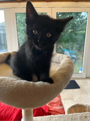 Verschmuster Kater sucht dich!!!