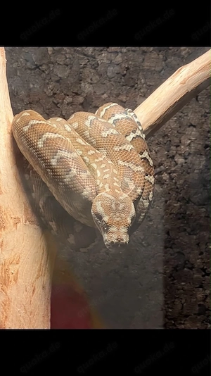 Morelia bredli 0.1.