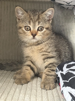    Süße BKH-Kitten abzugeben   