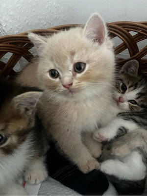 süßer bkh mix kater 