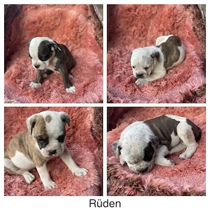 Old, Englisch, Bulldogge